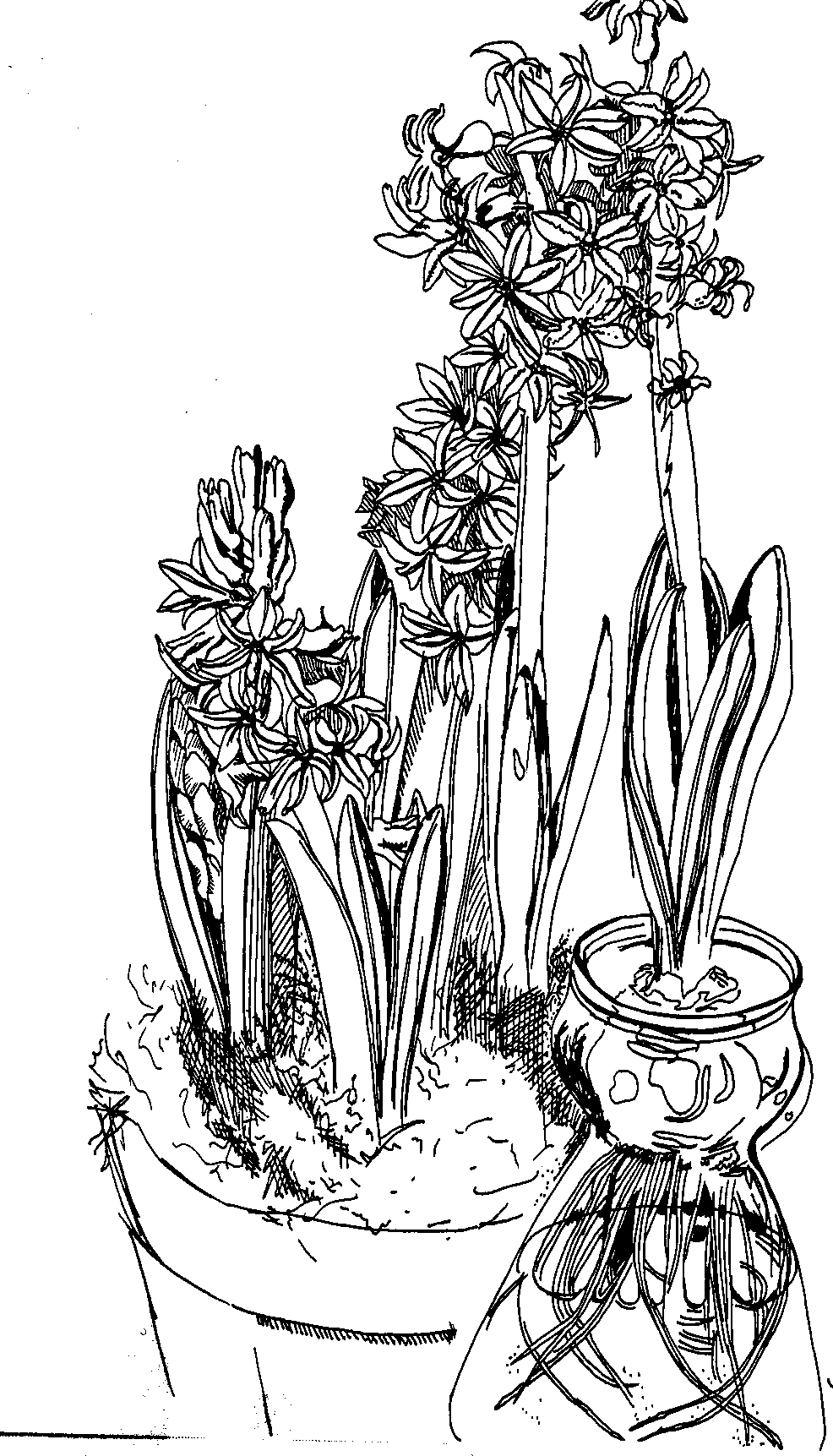 pen and ink drawing of Hyacinths