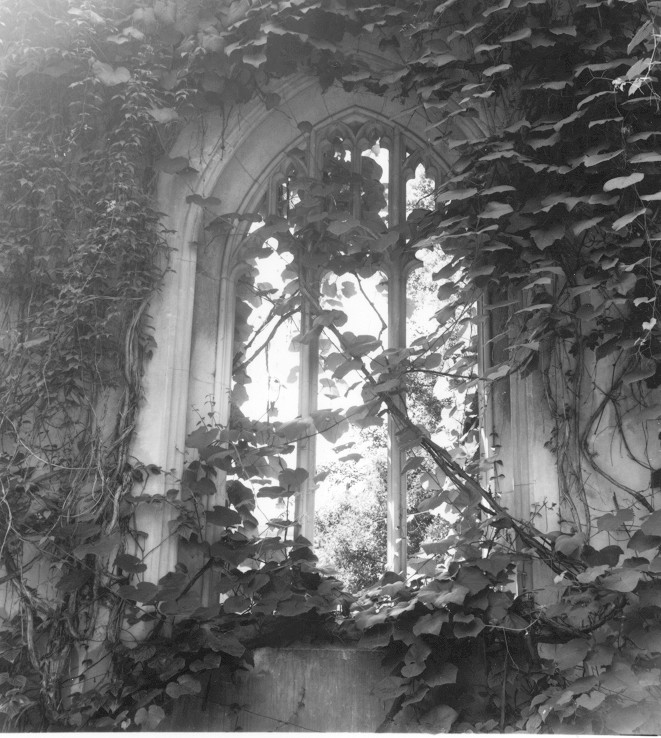 photograph of a church window overgrown with ivy