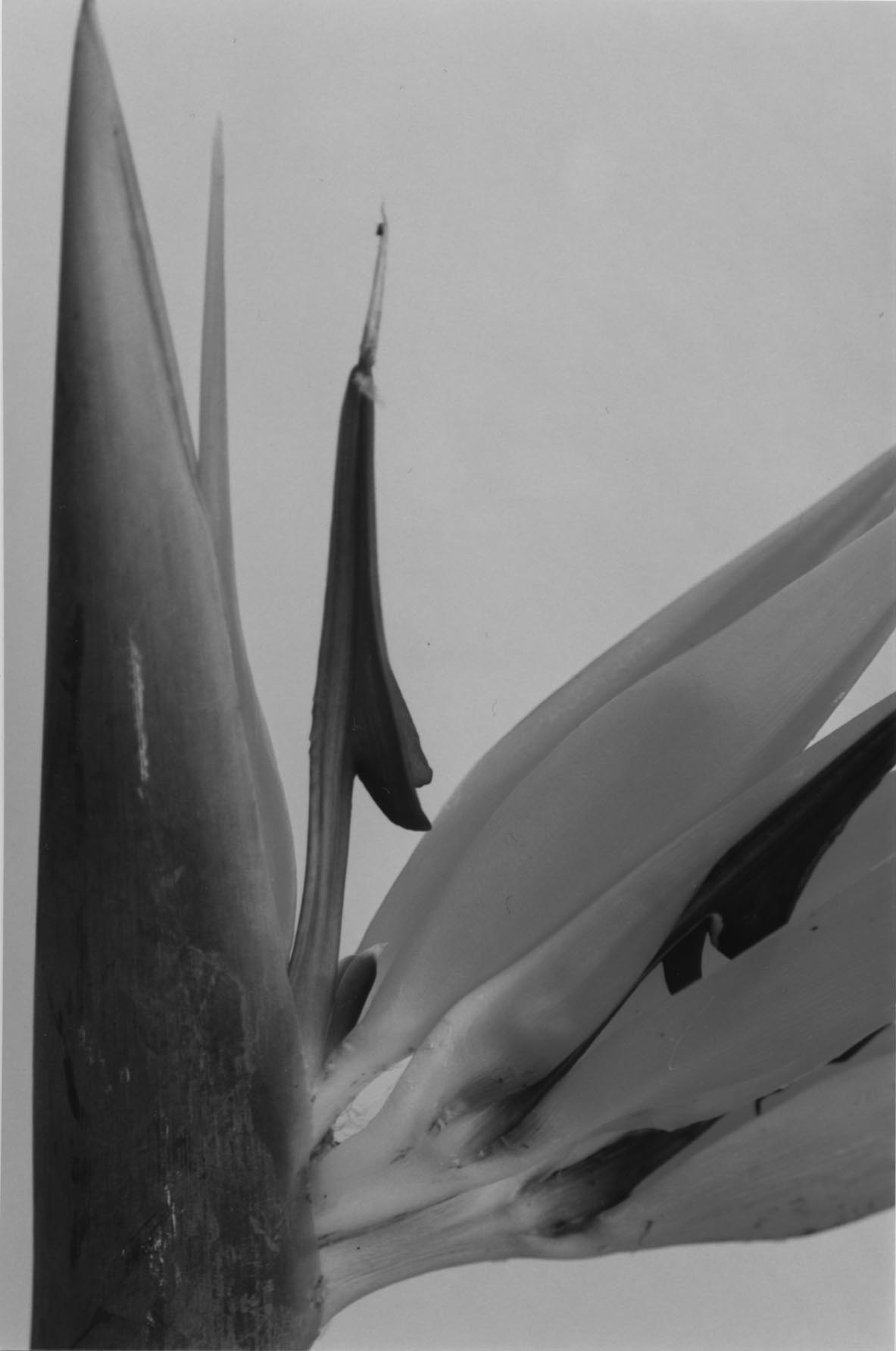 A photograph of a Parrot Flower: Anna Simandraki