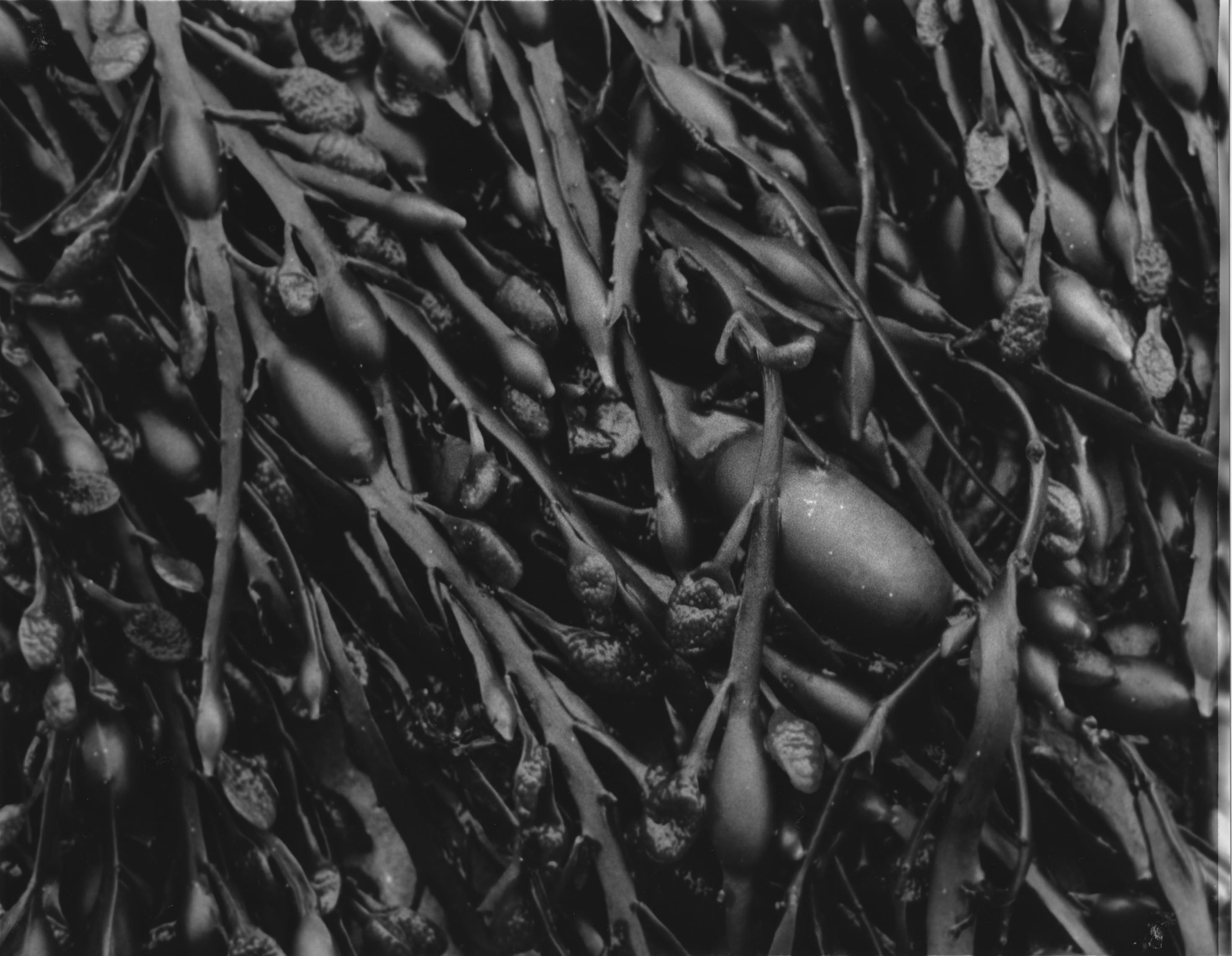Detail photgraph of Seaweed: Rachel Tunnard