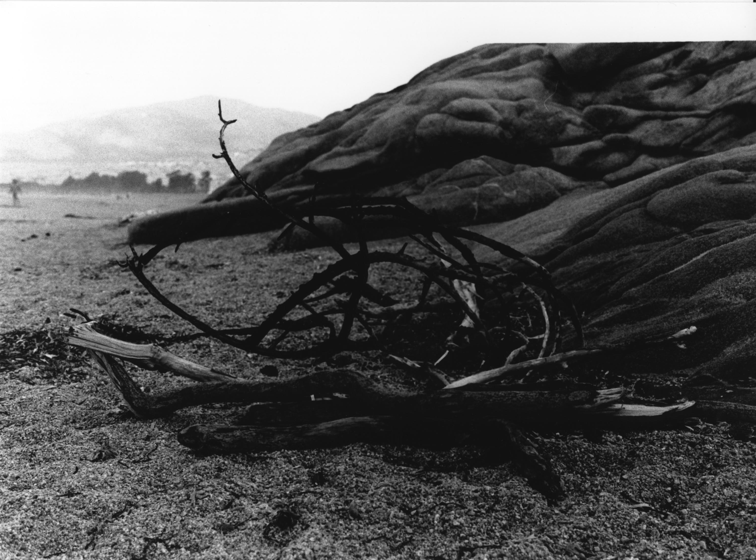 Photograph of branches on the beach: Rachel Tunnard