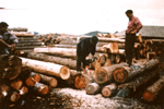 Heavy logging in Kham