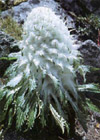 Snow Lotus