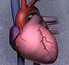 Illustration of a heart