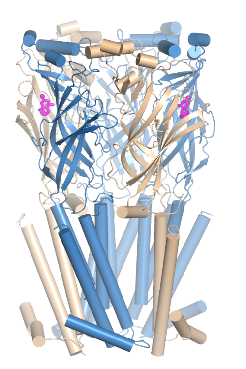 nicotine receptor image