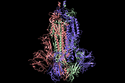 spike protein 