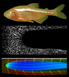 Image of a cave fish and the flow fields around its body