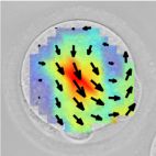 Microscope image of cell showing motion vectors