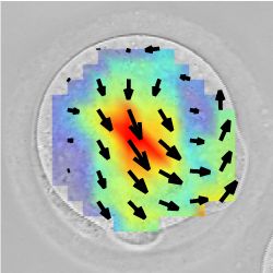 Microscope image of cell showing motion vectors