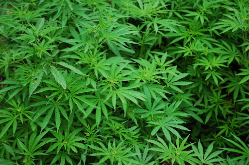 May: Cannabis potency research | News and features | University of Bristol