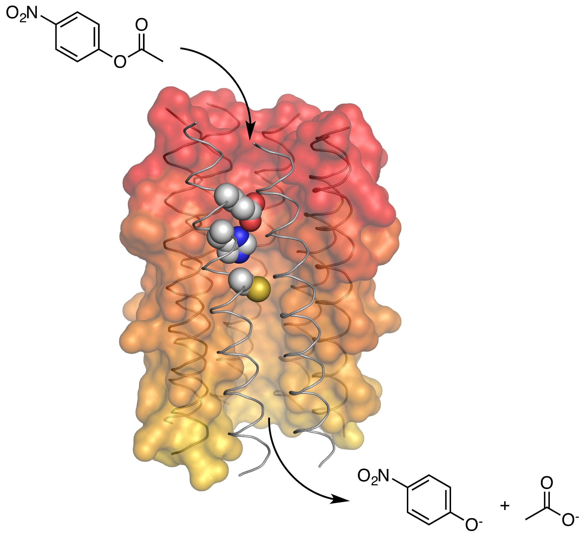 Synthetic biology | School of Biochemistry | University of Bristol