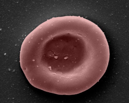 Microscope image Example of an RESTORE laboratory grown young red blood cell