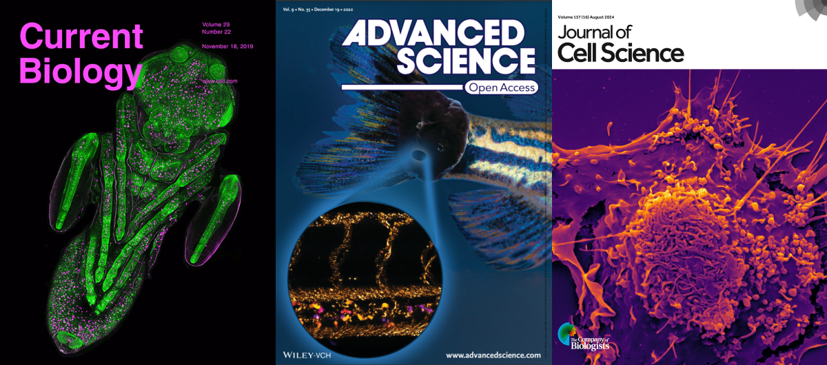 3 Martin lab journal covers - Current Biology, Advanced Science, and Journal of Cell Science