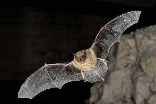 Common Pipistrelle bat
