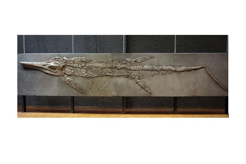 An almost 8m-long specimen of Temnodontosaurus, a fish-shaped ichthyosaur from the Early Jurassic of Germany (State Museum of Natural History of Stuttgart, Germany), is one of the fossils included in this study.
