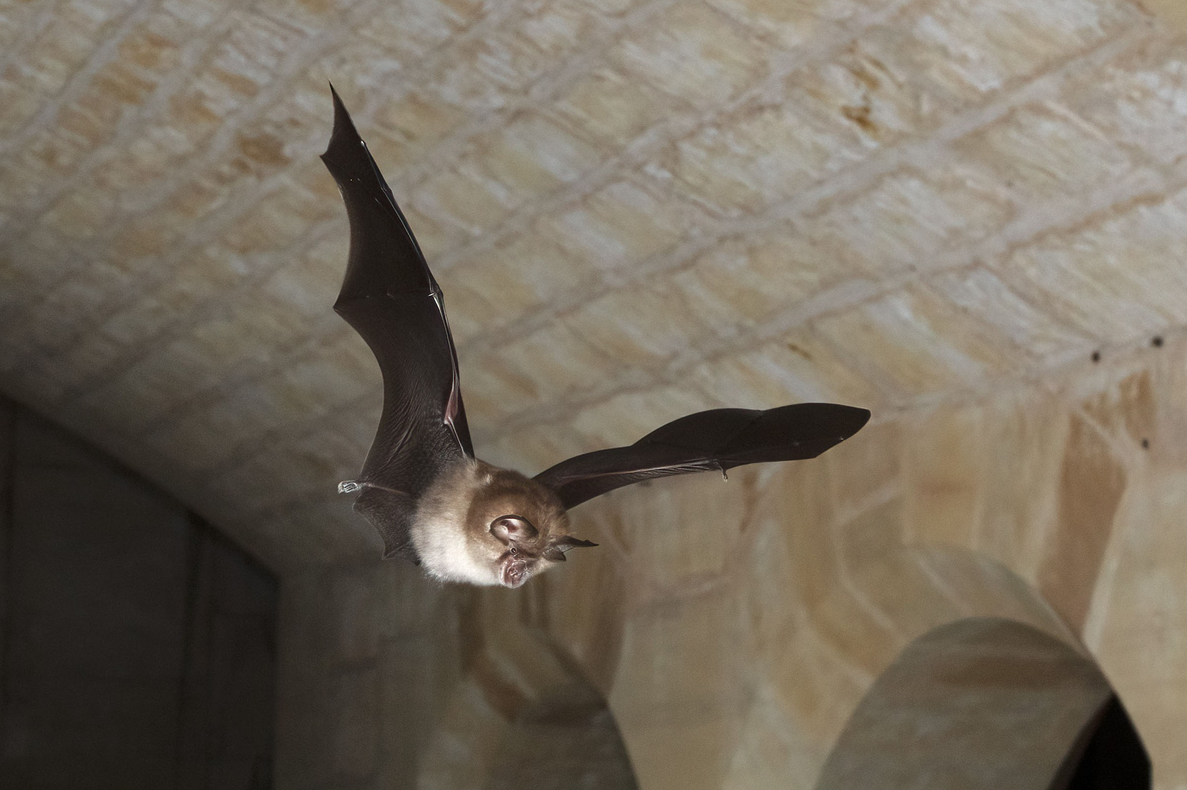 A Greater horseshoe bat, the largest of the horseshoe bats in Europe