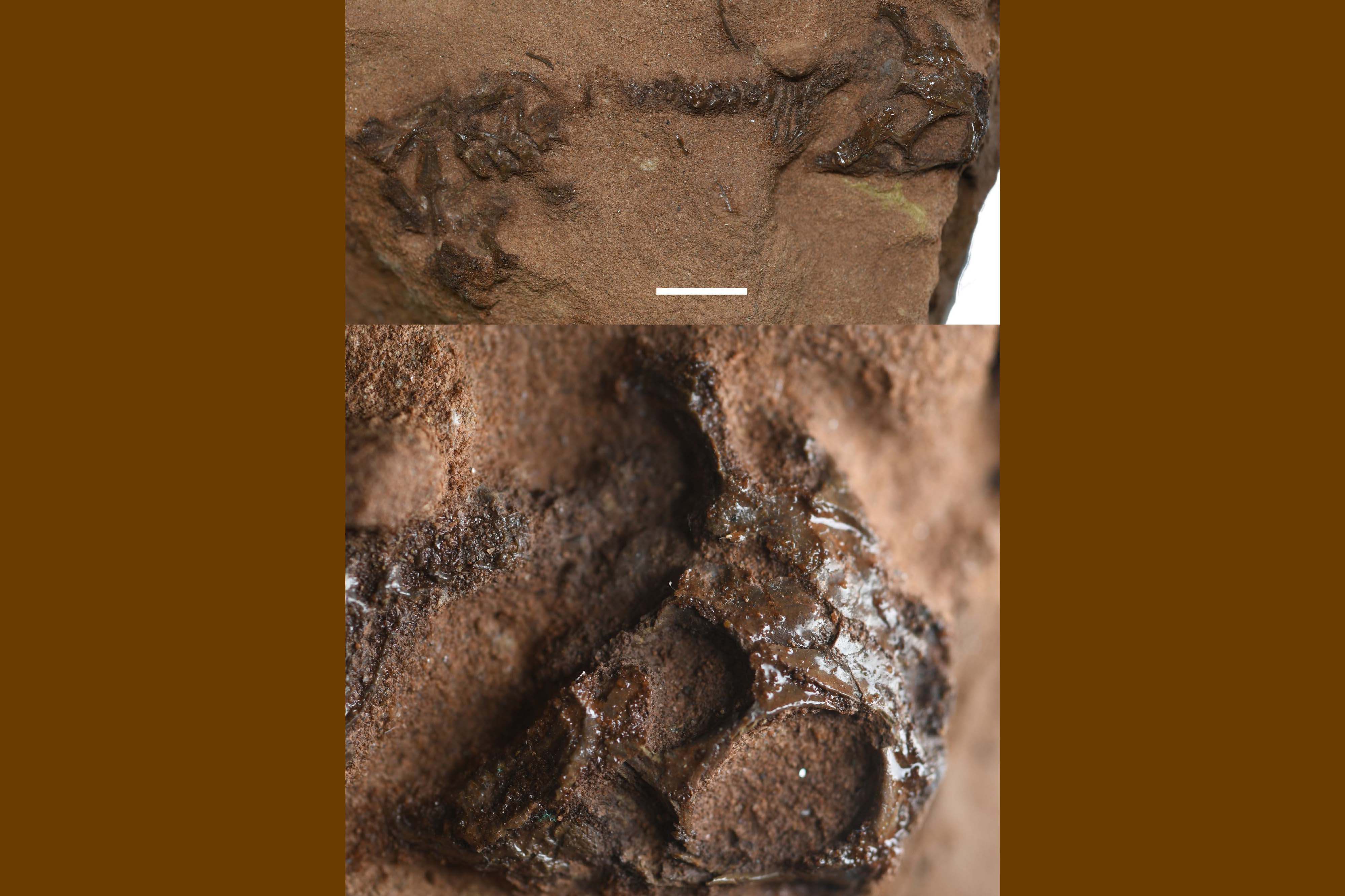 Holotype specimen of Agriodontosaurus helsbypetrae, BRSUG 29950-14; and close-up of preserved skull. Scale bars: 10mm and 5mm, respectively