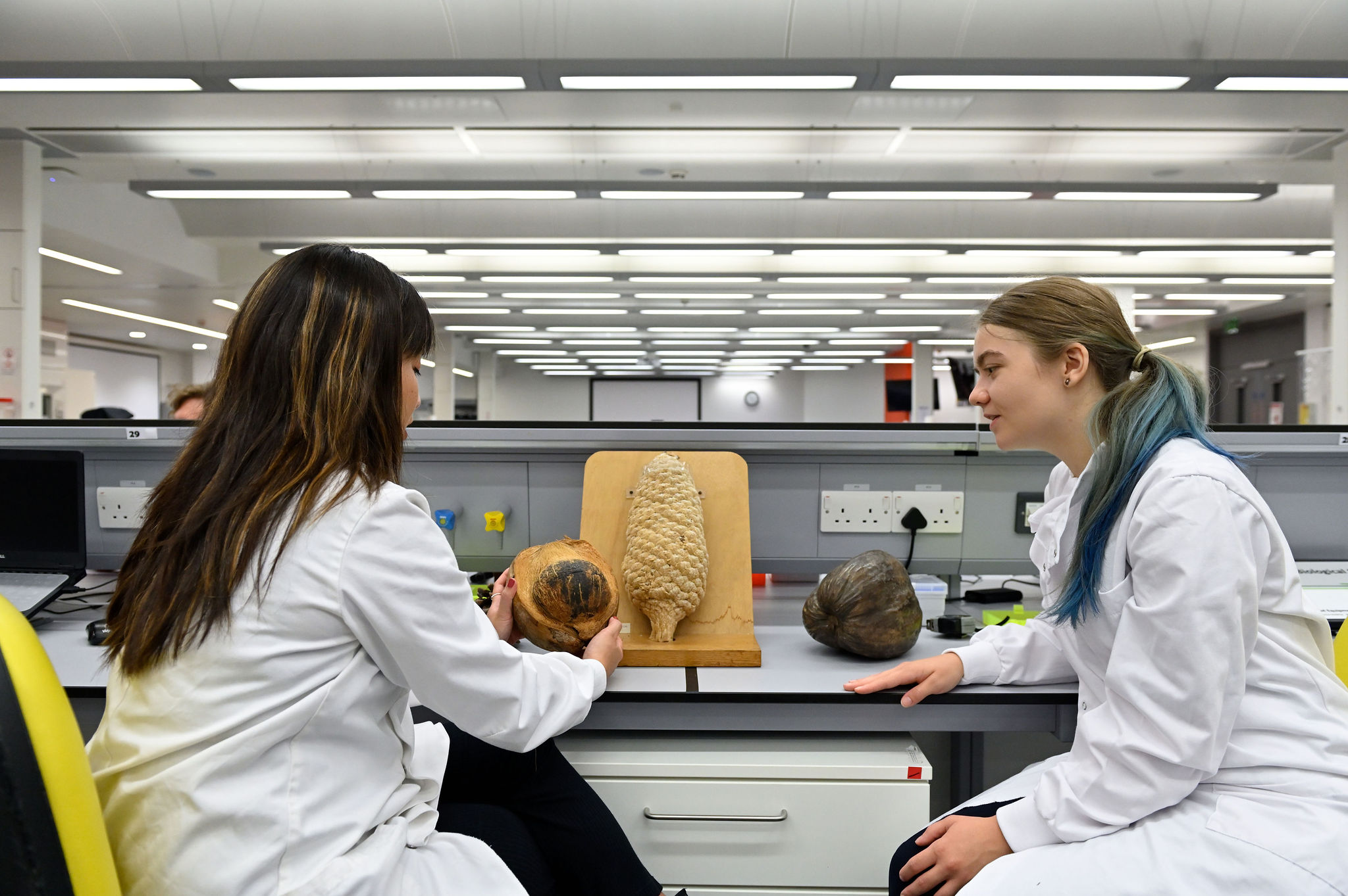 Two students examining pine cones in a lab
