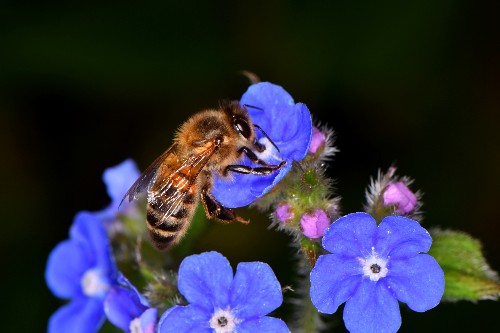 Honeybee on a flower