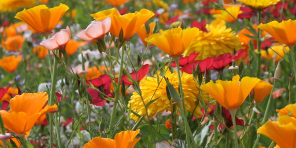 Orange flowers in a field