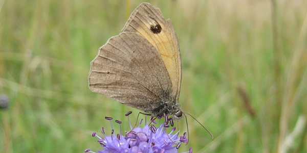 A butterfly/moth on a plant