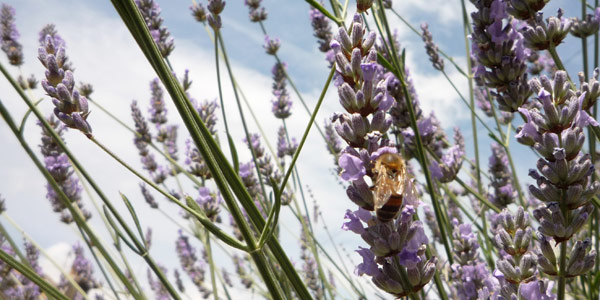 Lavender