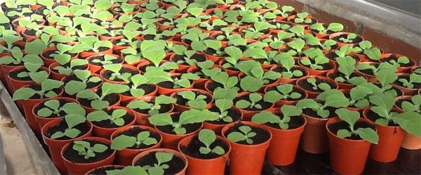 Several rows of plant pots close together 