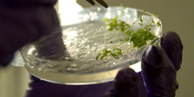 A petri dish containing a green organism