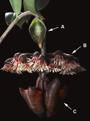 Flowering inflorescence of Marcgravia evenia. (A) dish-shaped leaf, (B) ring of flowers most of them in the male phase with anthers shedding pollen, (C) cup-like nectaries.