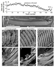 Morphology of the stridulatory file of Ischnomela gracilis.