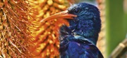 Woodhoopoe