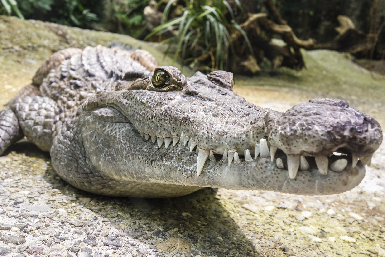 2021: Research explains why crocodiles have changed so little since the age  of the din, School of Biological Sciences