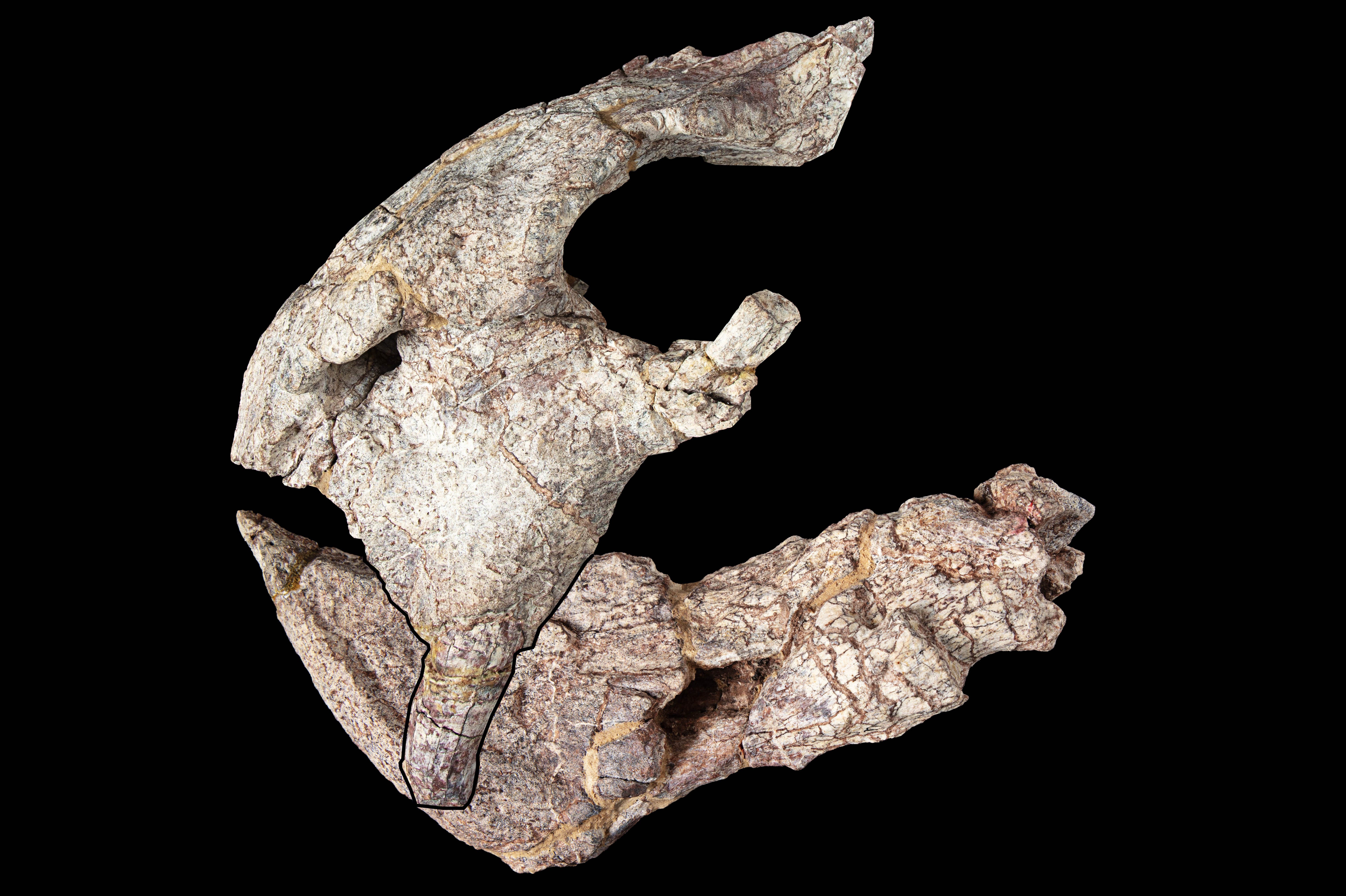 Front of cranium and the lower jaw