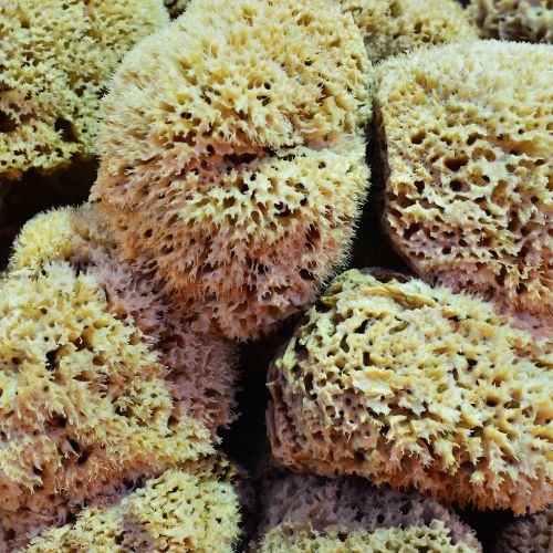 Why Natural Sponges From the Ocean Are so Expensive