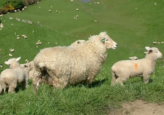 sheep in field