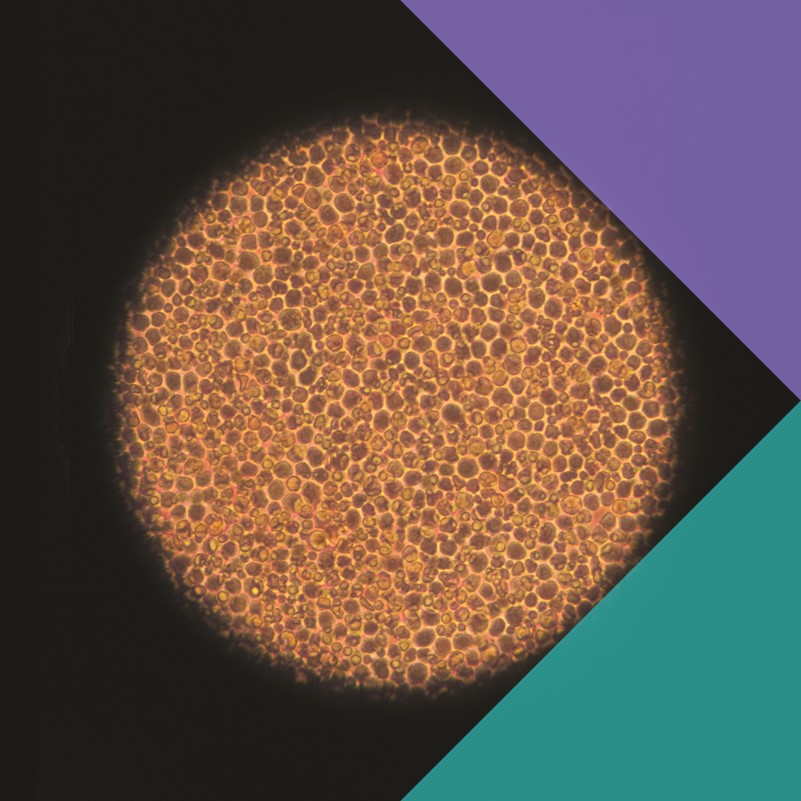 A photograph of a synthetic blood cell