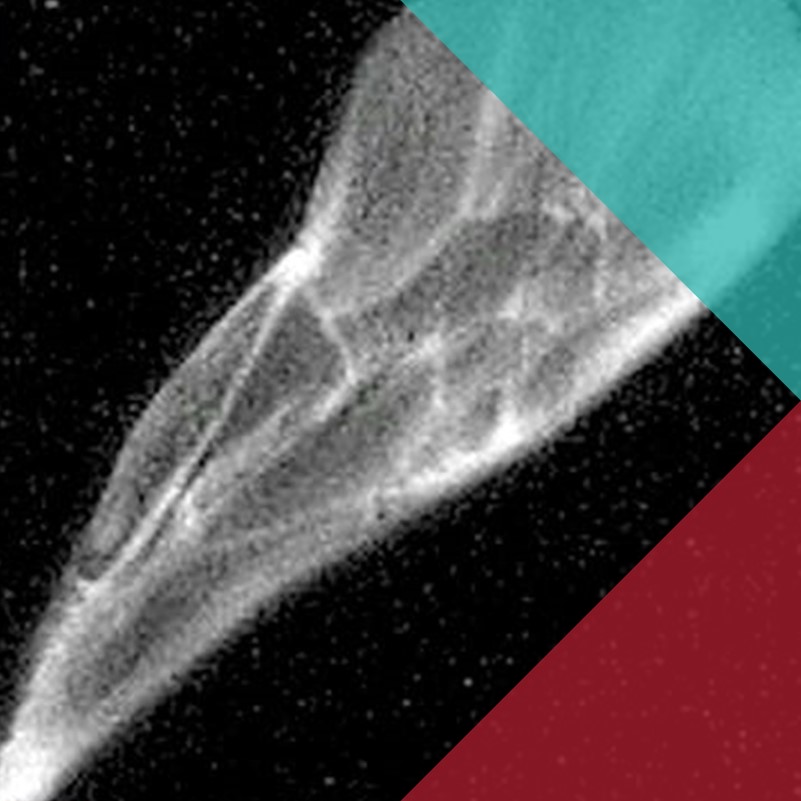 An image of a bee's wing the result of pressing the wing into negative film