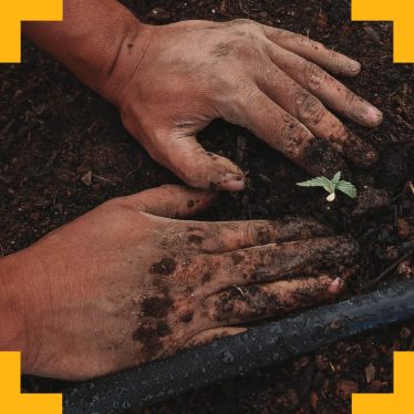 A pair of soil covered hands tending to a sapling in loose earth