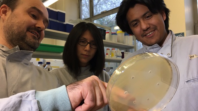 Matthew holding antibiotic susceptibility plate  