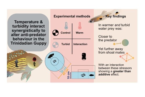 2023: Warmer and murkier waters favour predators of guppies | Cabot ...