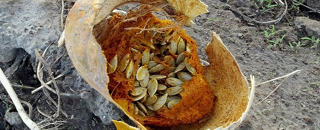Used for the cch nutritious crops diseases study July 2023