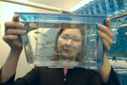 Zebra fish in a tank