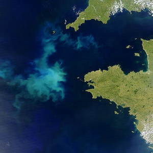 Picture of an algal bloom of the coast of France