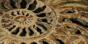 Palaeontology & Evolution image on Undergraduate course list webpage