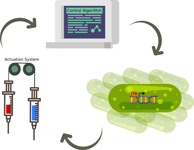 Diagram of a control system on a bacteria population.