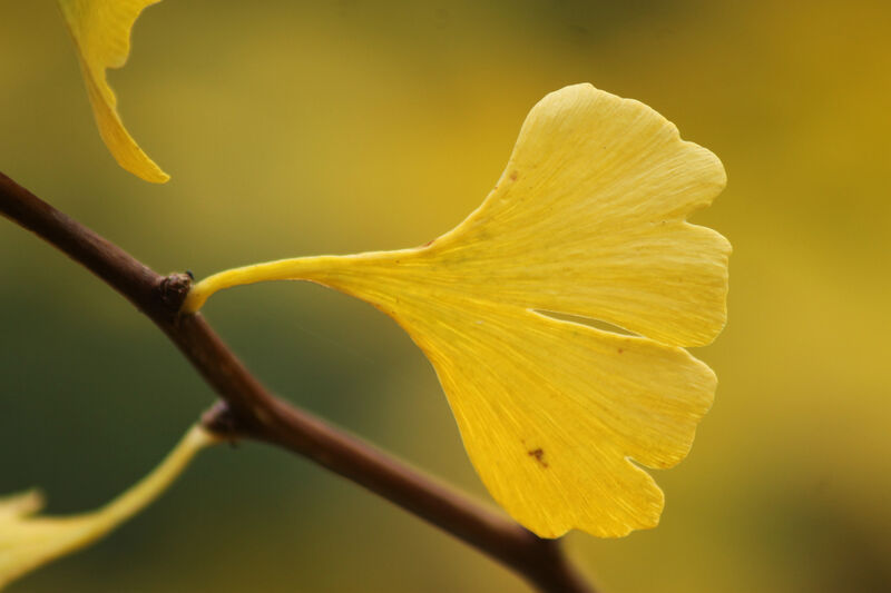 A close-up of the yellow leaf of a Ginkgo Biloba tree