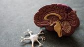 Image of a model brain and neuron, select to go to the PG MSc in Applied Neuropsychology Distance learning) page