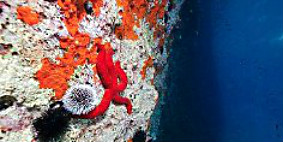 Marine life on an underwater rock.