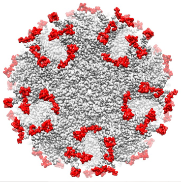 Structure of the ADDoCoV particle