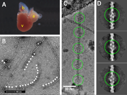 Summary of cardiac thin filament preparation and cryoEM images